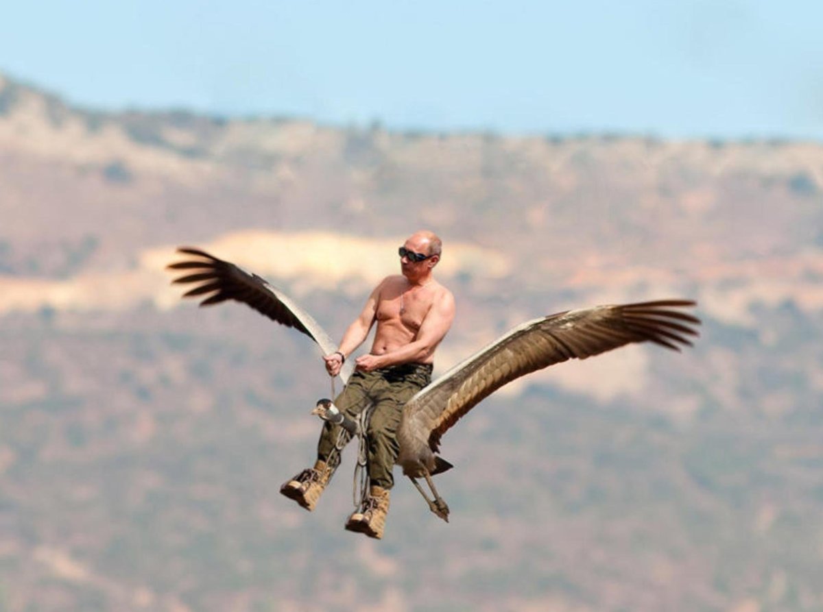 Фазаны в Краснодарском крае