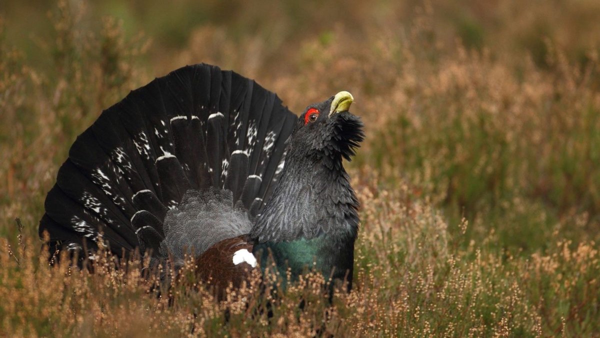 Куры с красным оперением фото