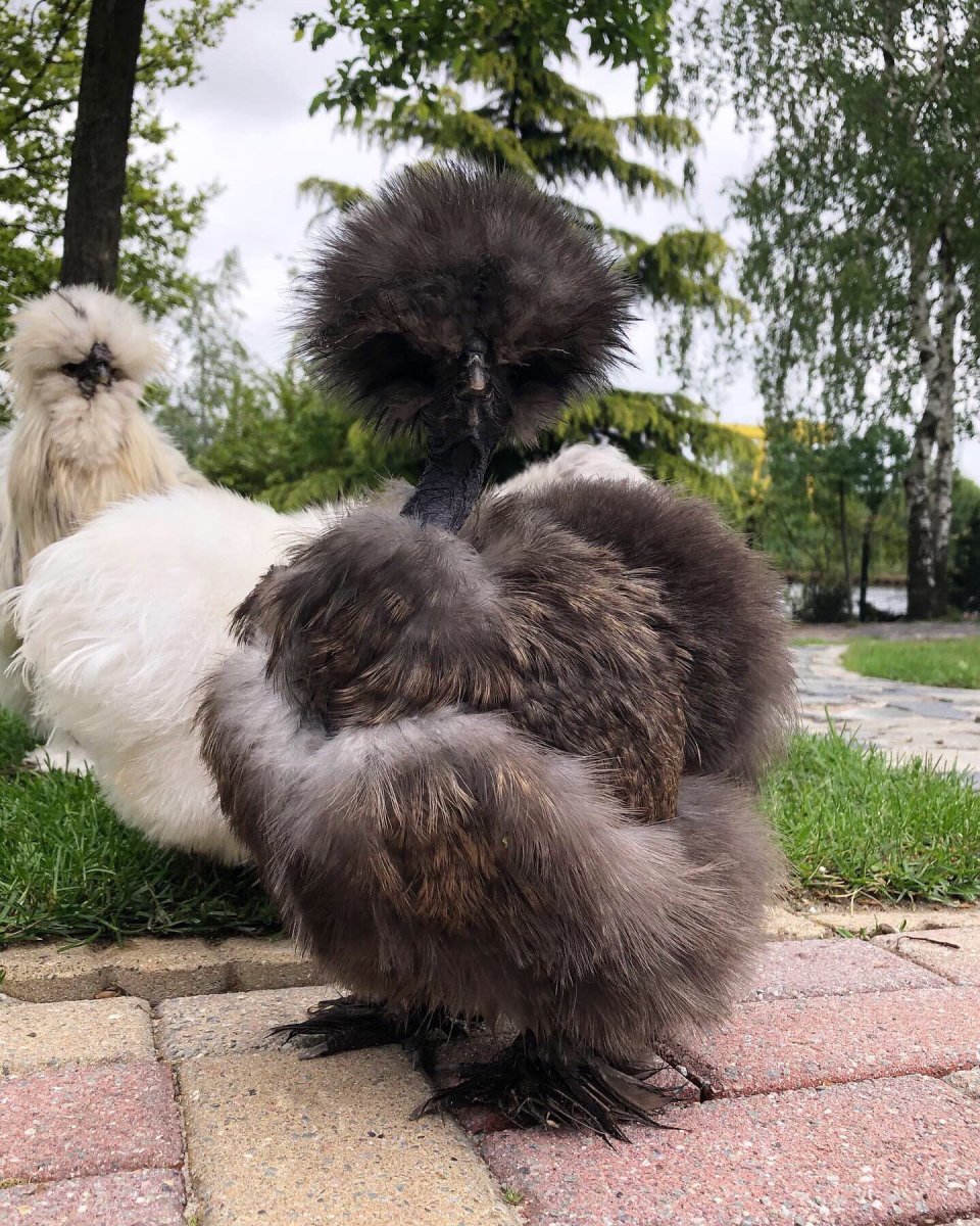 Китайская хохлатая шелковая