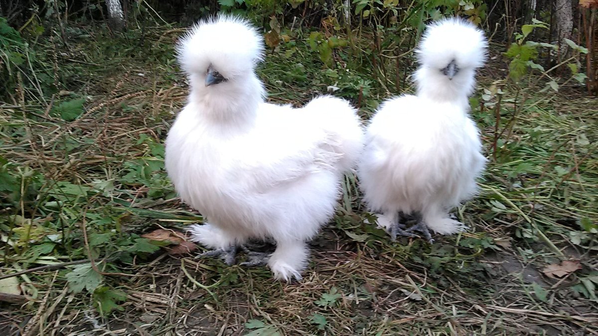 Ангорская порода кур