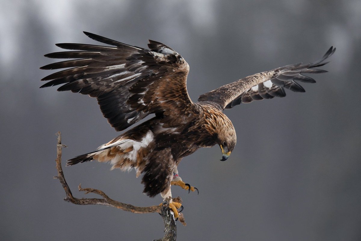 Беркут отряд: Соколообразные семейство: Ястребиные