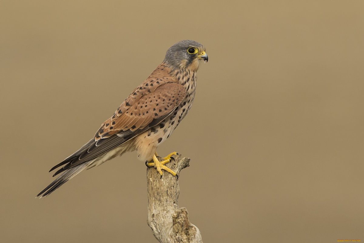 Ястреб птица Марий Эл