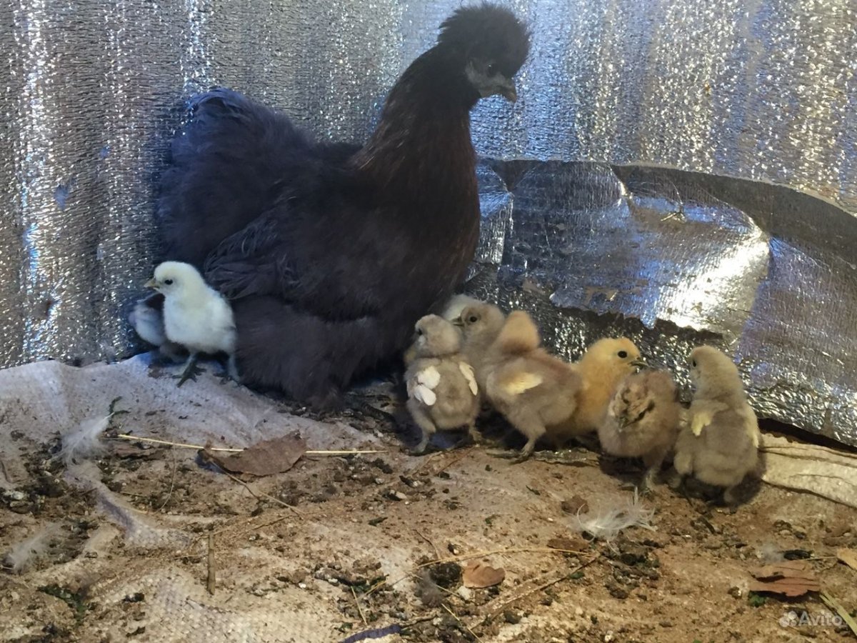 Суточные цыплята китайской шелковой