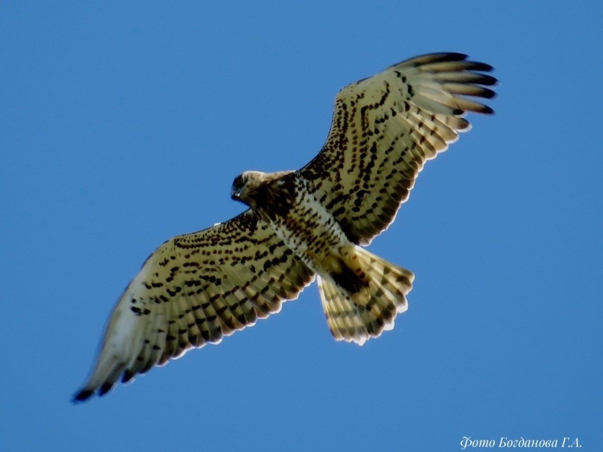 Хищные птицы Марий