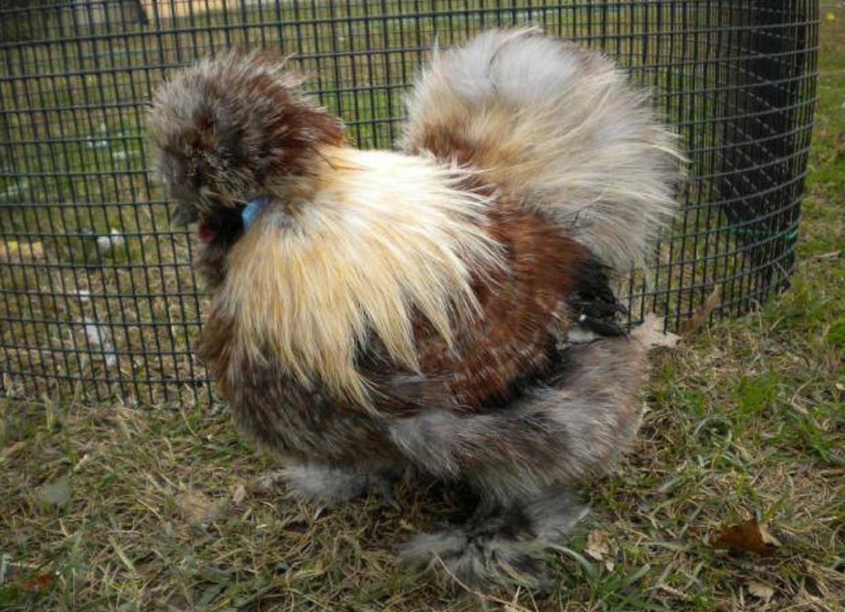 Пушистый белый цыпленок