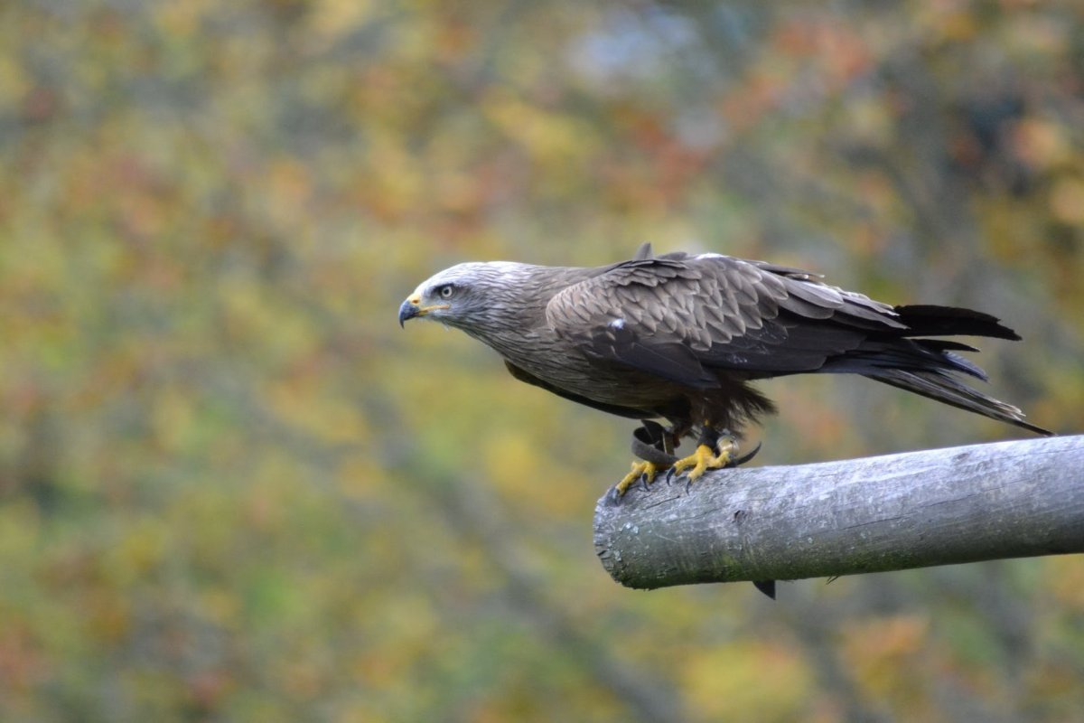 Ястреб канюк Орел Коршун