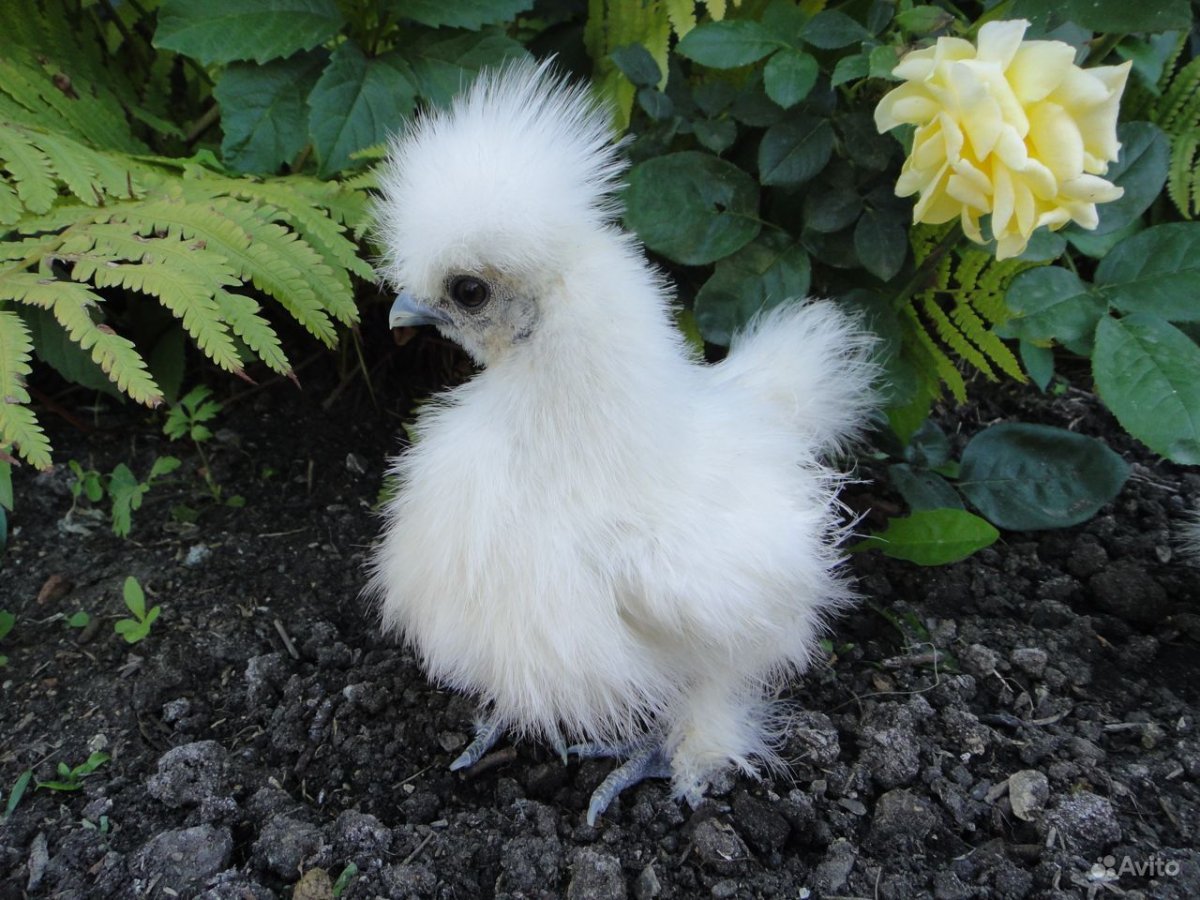 Китайские шелковые курочки