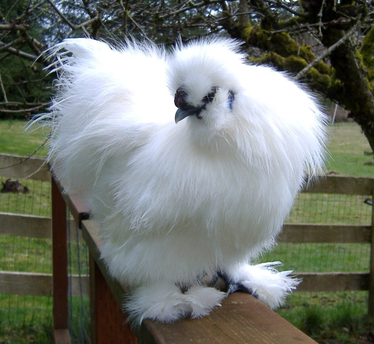 Голландские голубые цыплята