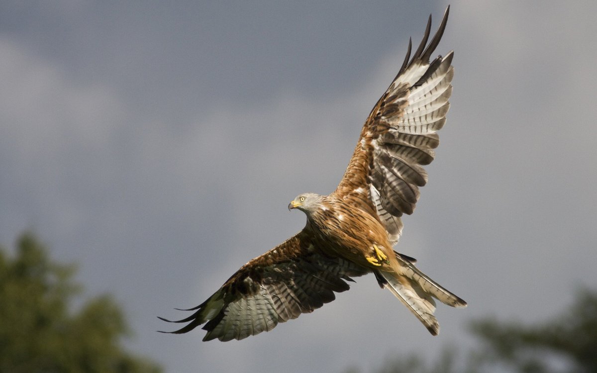 Хищные птицы Татарстана Коршун