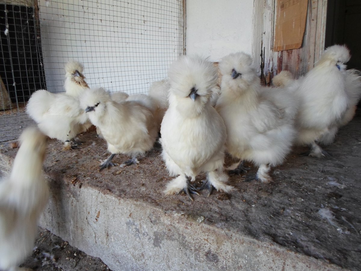 Китайская хохлатая шелковая