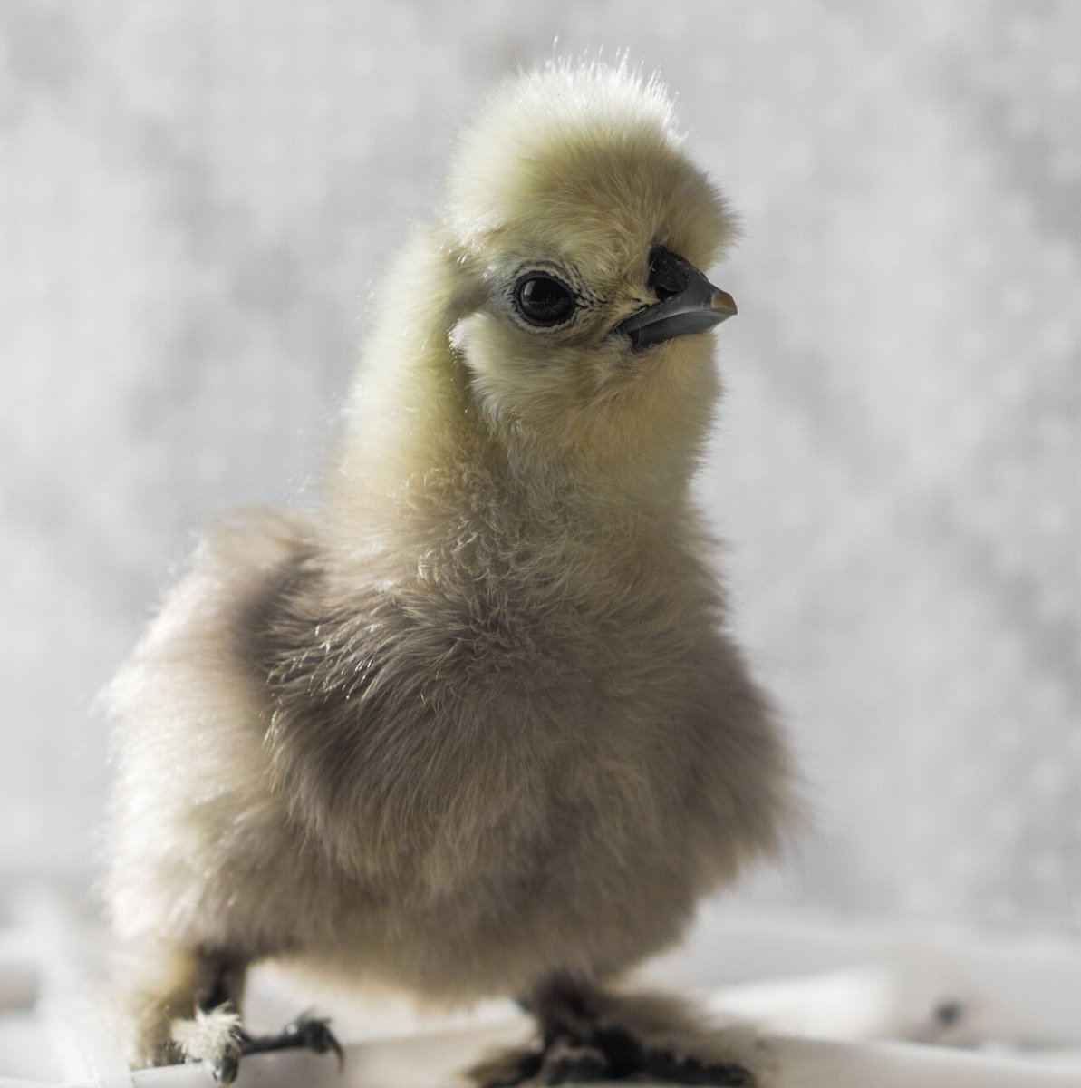 Куры китайские шелковые Ухейилюй