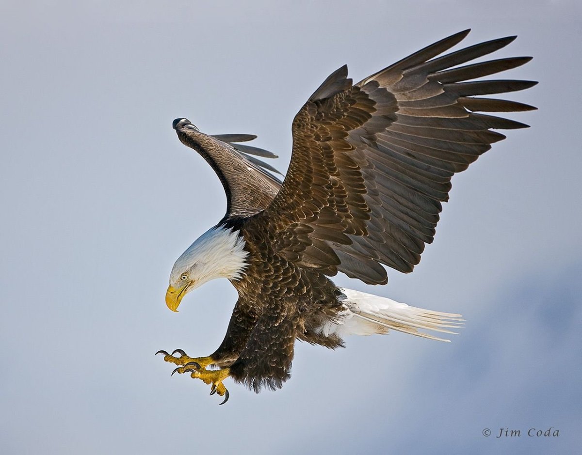 Орлан Орел Коршун