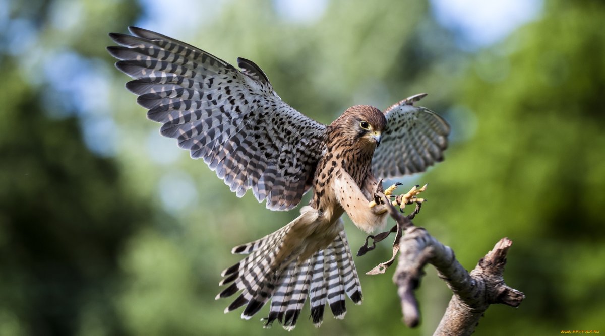 Ястреб-перепелятник в полете