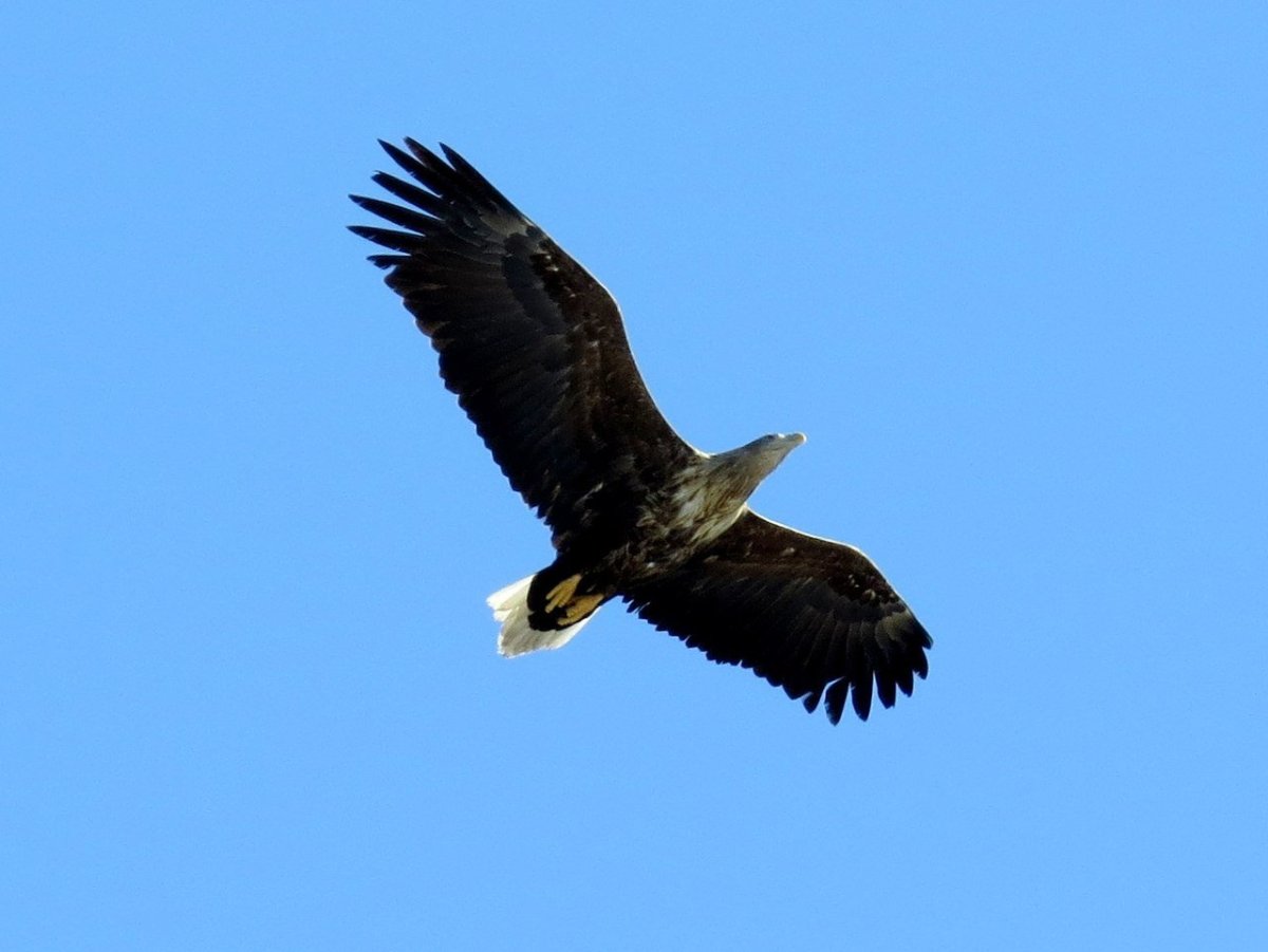 Орлан Белохвостый в Марий Эл