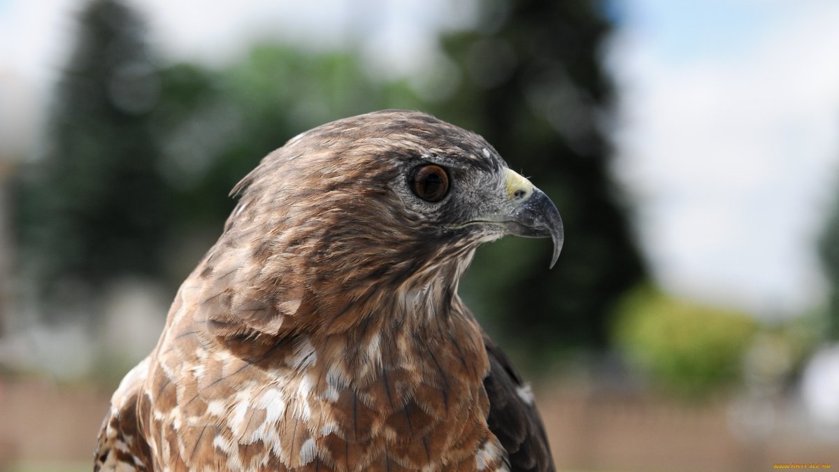 Австралийский бурый ястреб