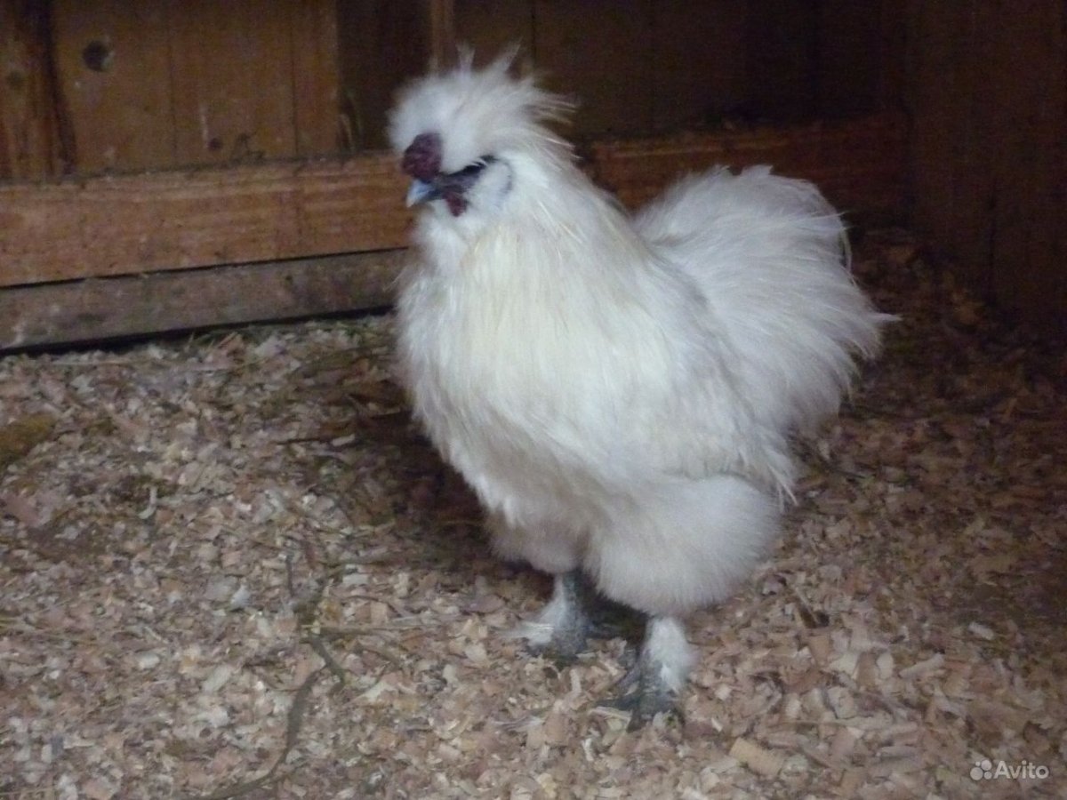 Цыпленок шелковой курицы