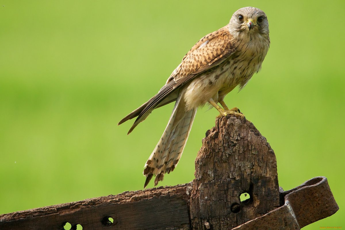 Хищные птицы на Хопре