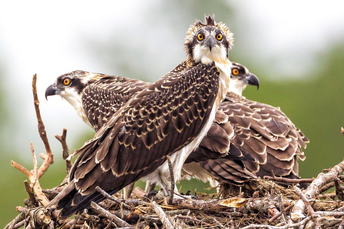Скопа (Pandion haliaetus)