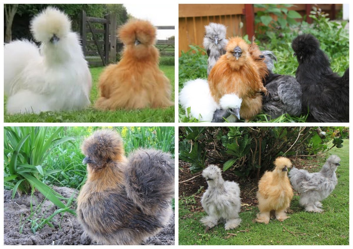 Китайская шелковая Брама