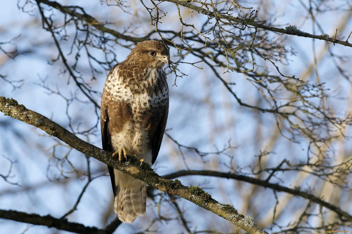 Хищные птицы Марий Эл