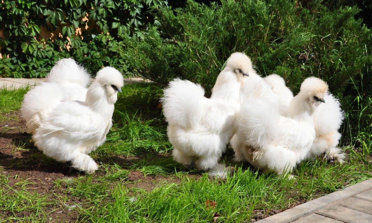 Падуан золотисто-пятнистый