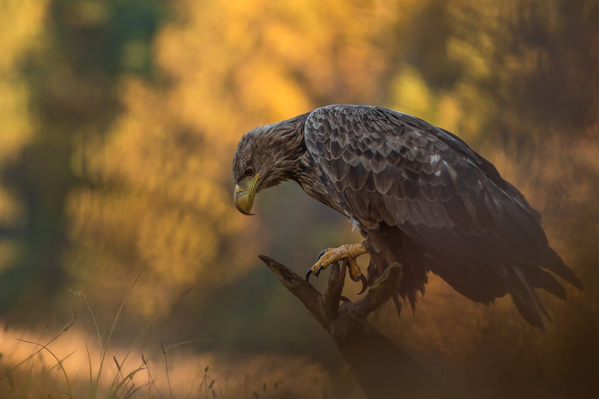 Пейзаж с соколом