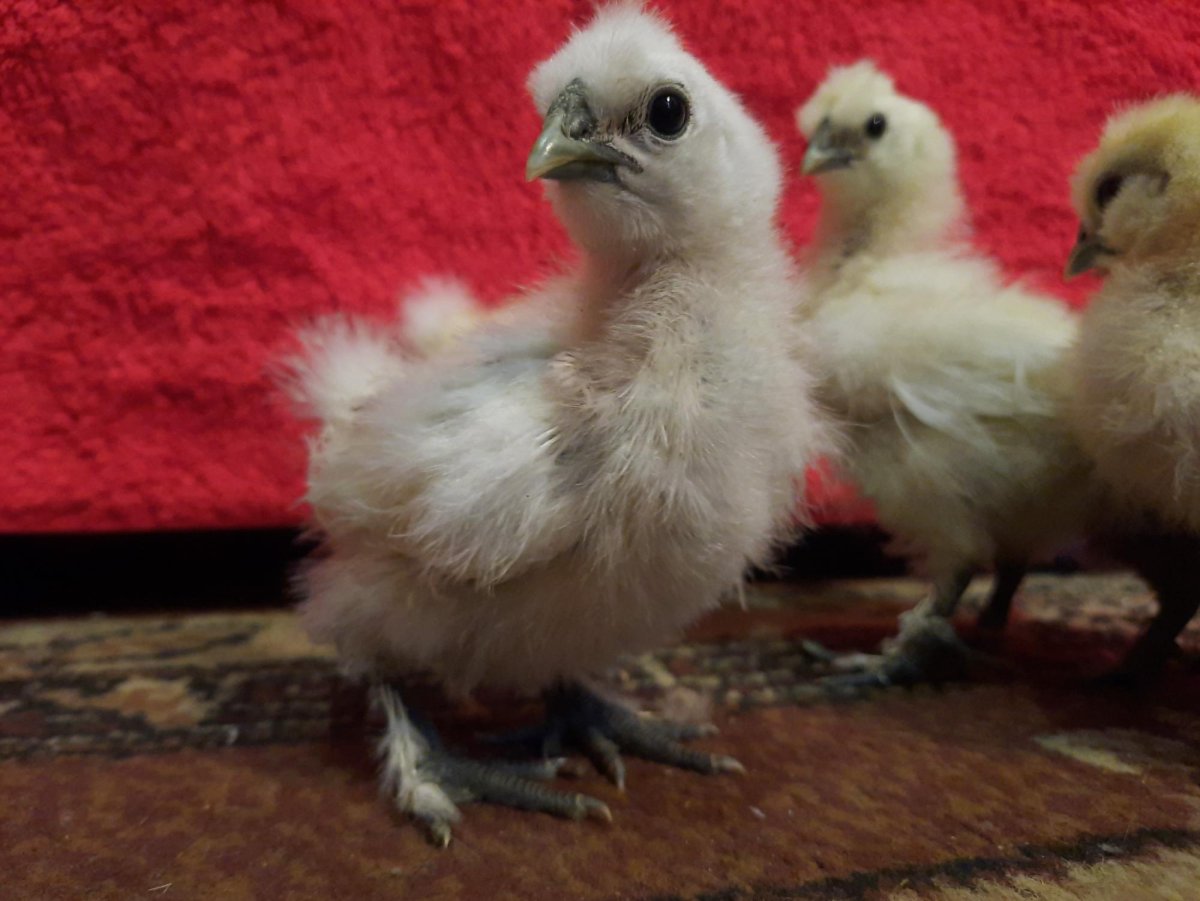 Китайские шелковые курочки цыплята