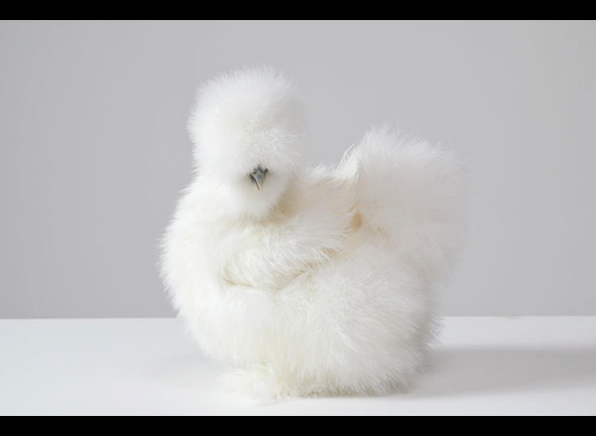 Китайские шелковые куры Сплеш