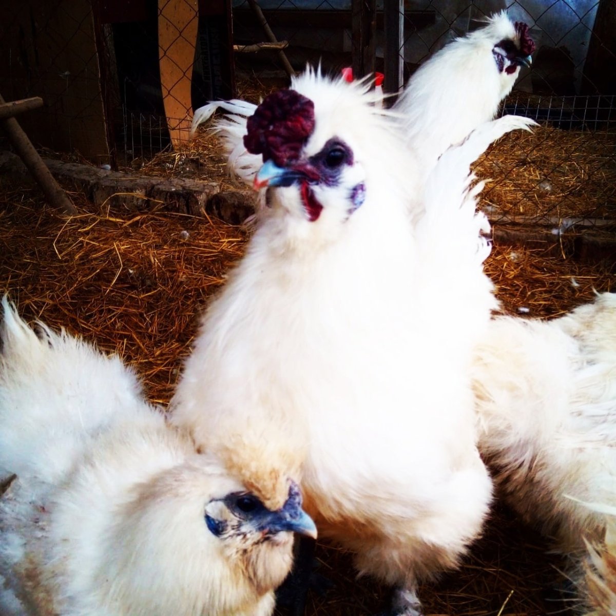 Китайская хохлатая курица