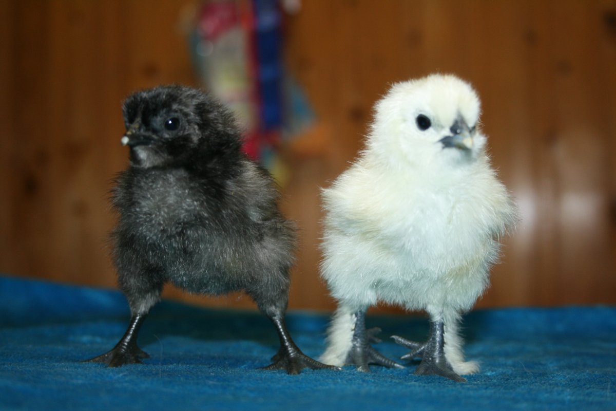 Китайская шелковая курица