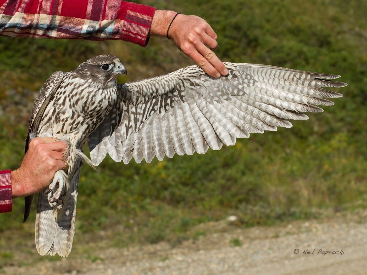 Крыло Сокола