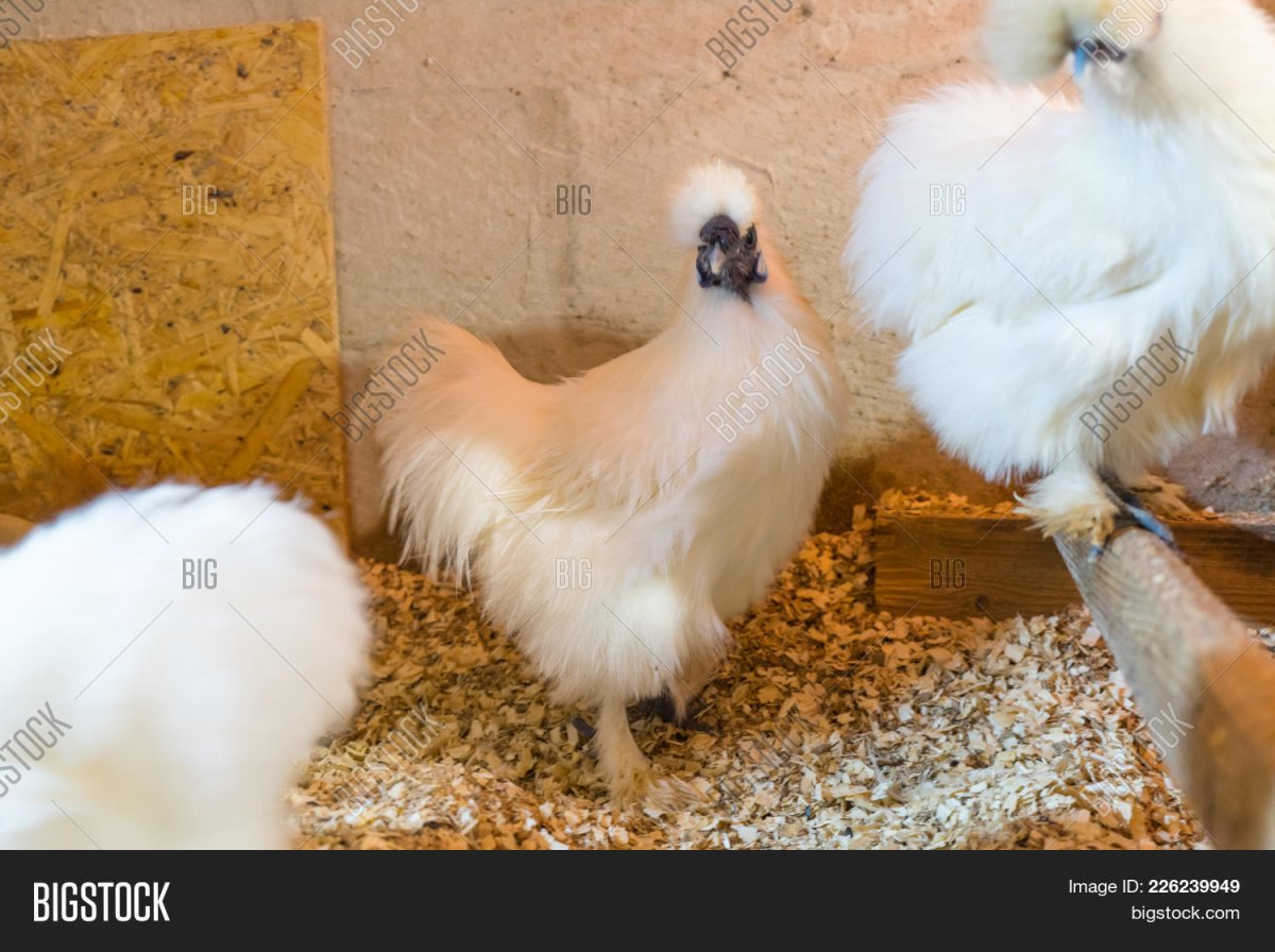 КША порода кур