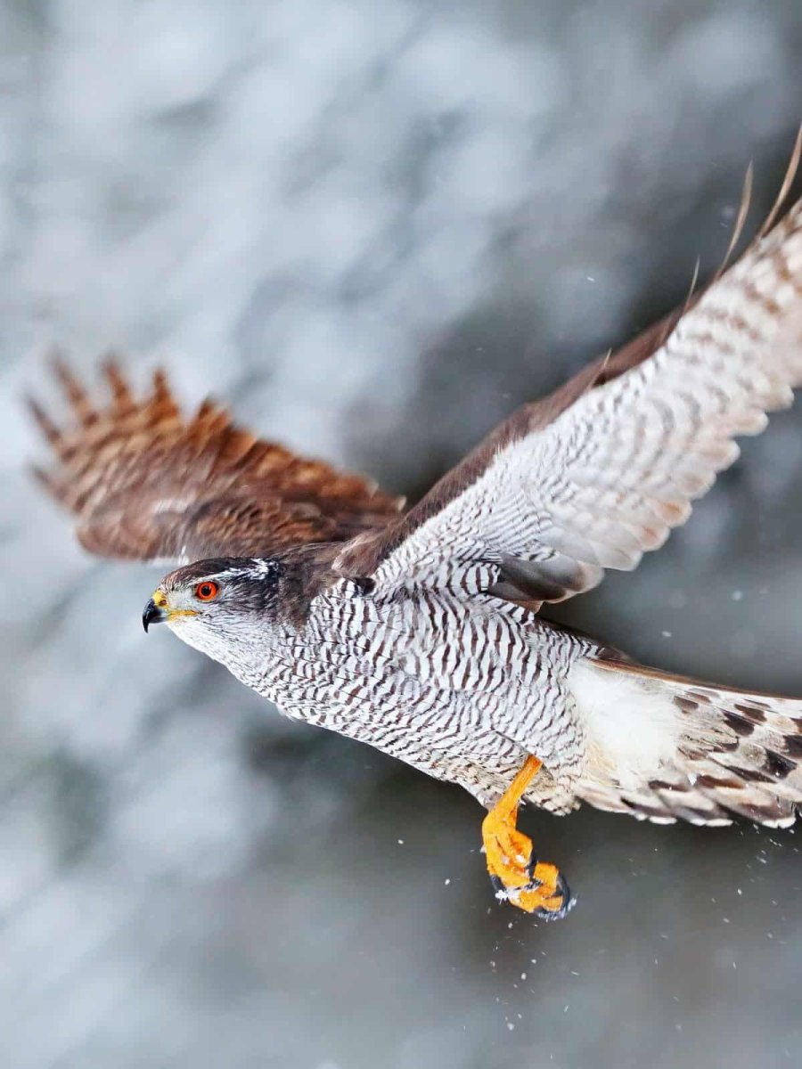 Ястреб тетеревятник Европейский