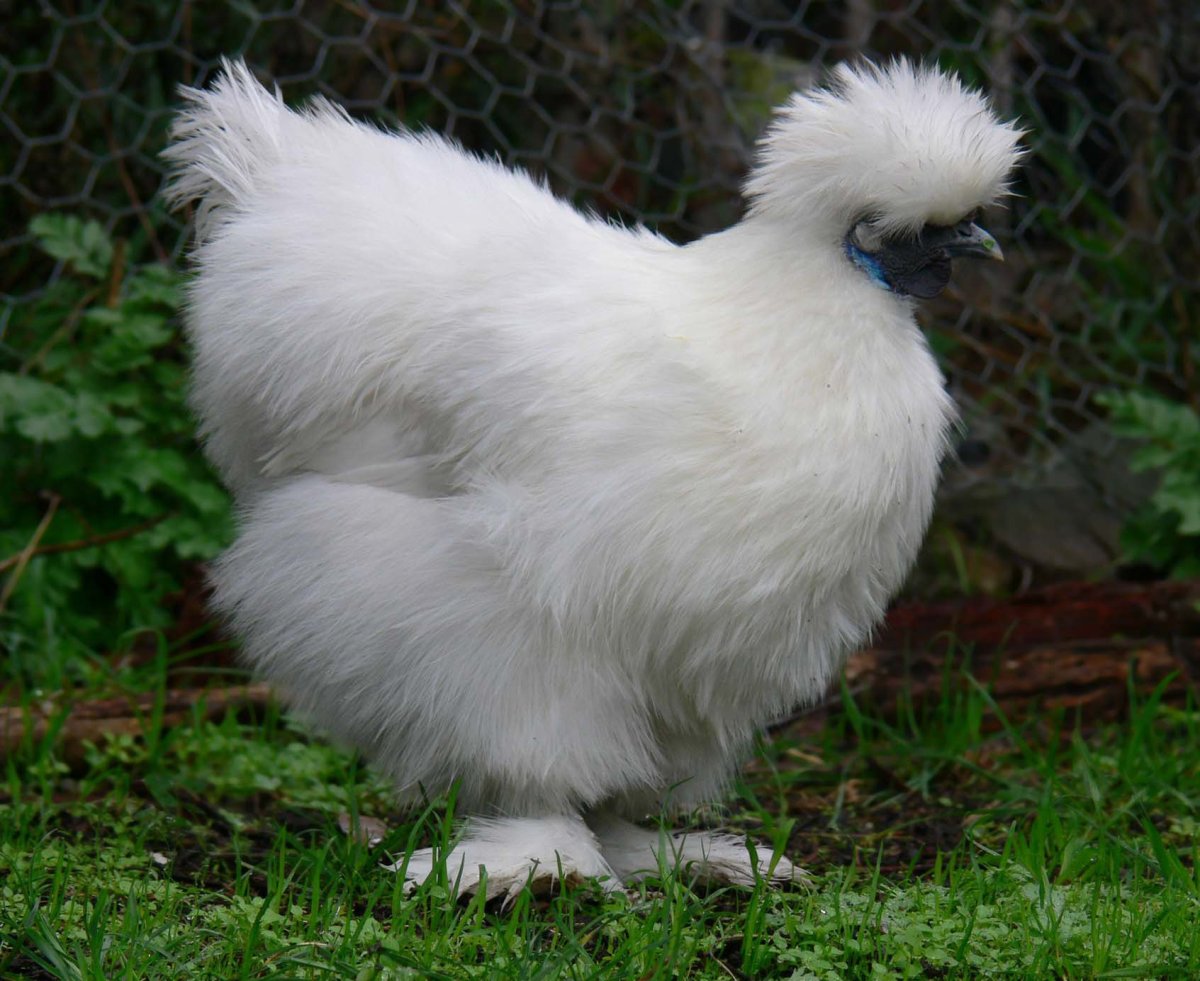 Порода кур китайская шелковая цыплята