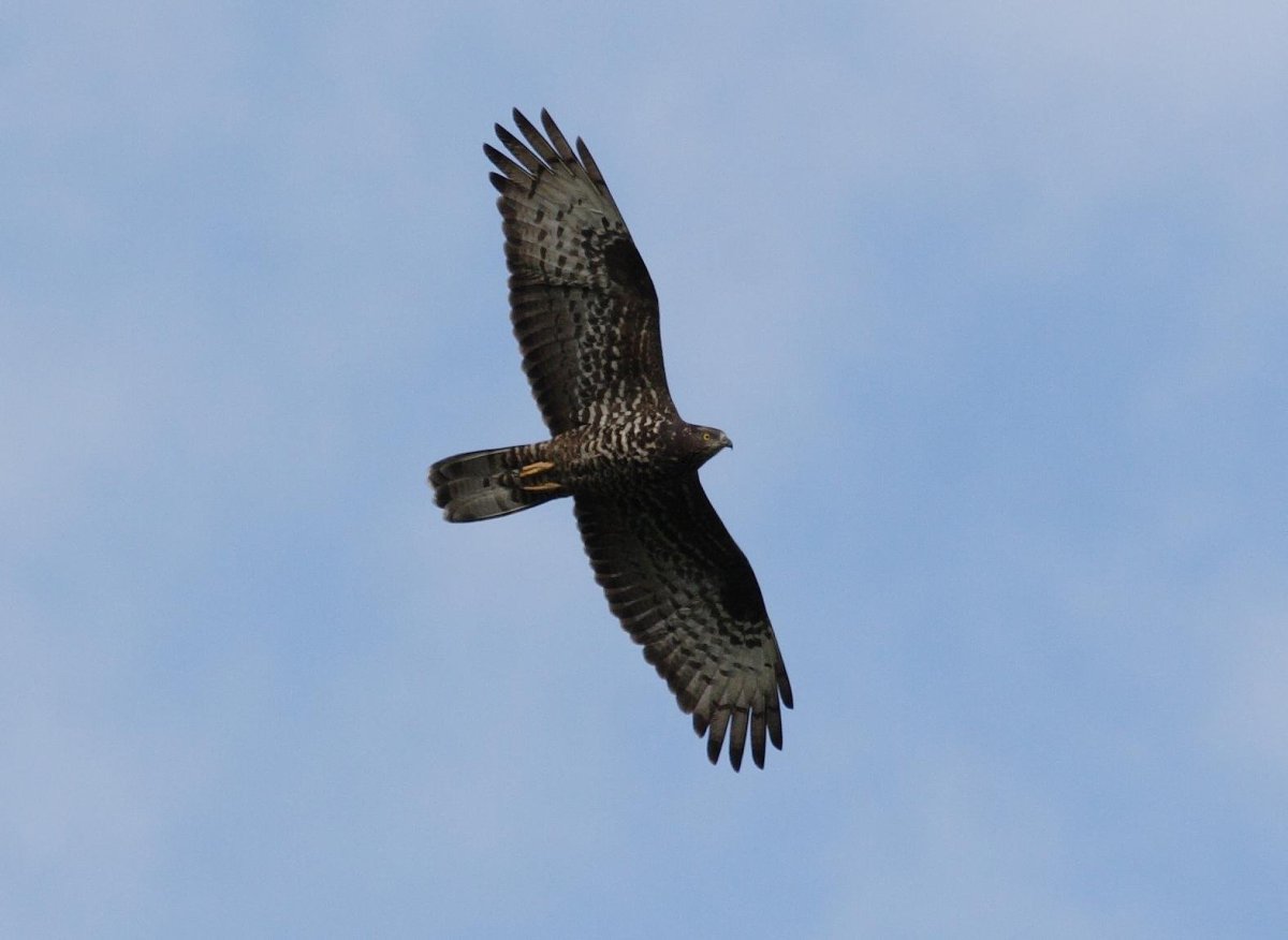 Лунь канюк тетеревятник