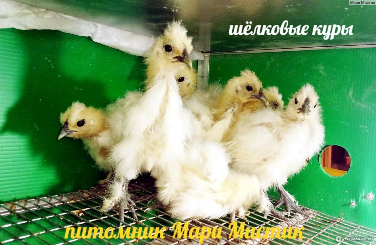 Китайская шелковая Брама