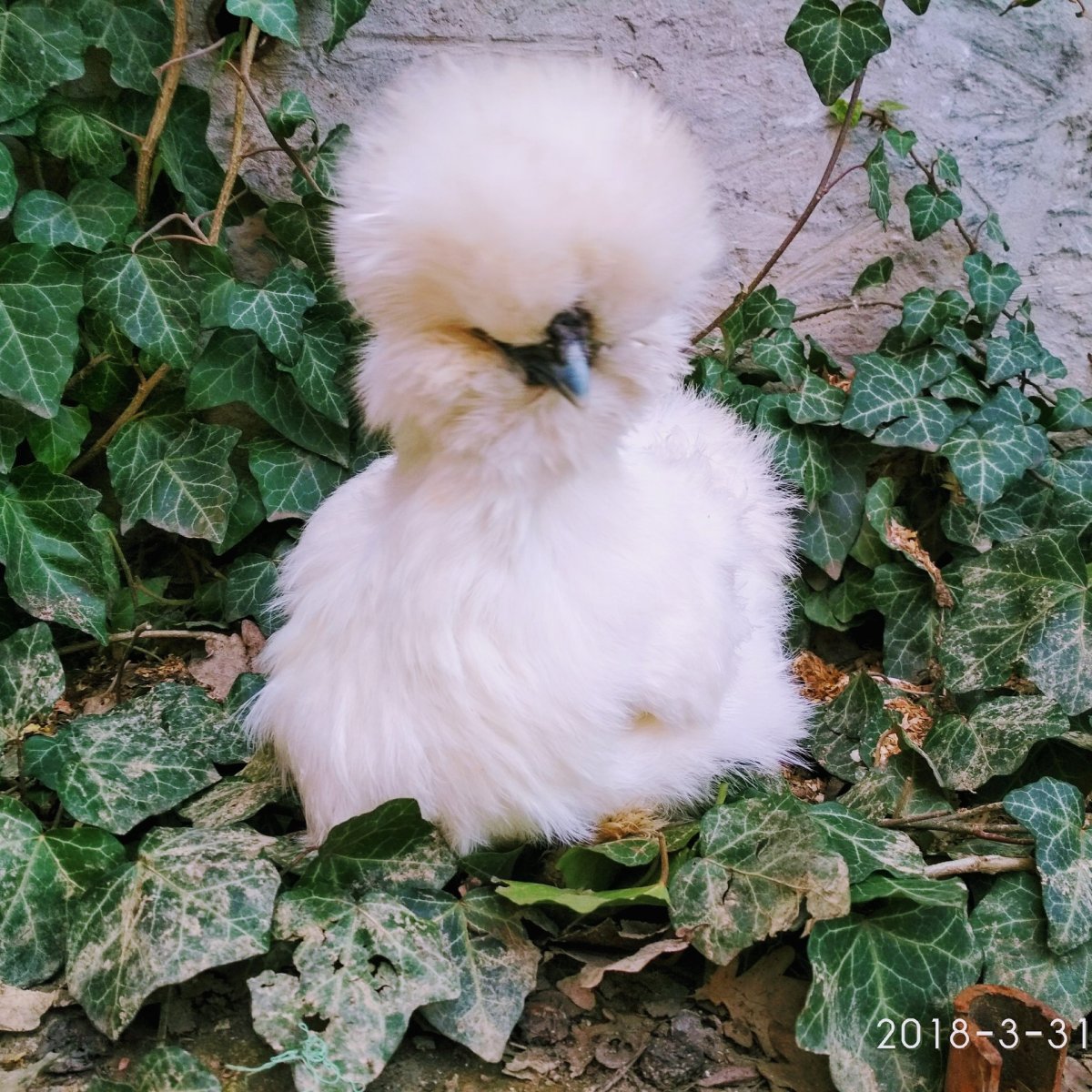 Цыплята султанка