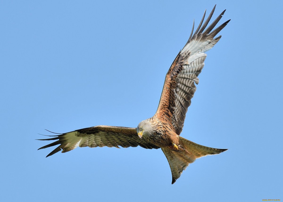 Лунь, ястреб, Коршун, канюк