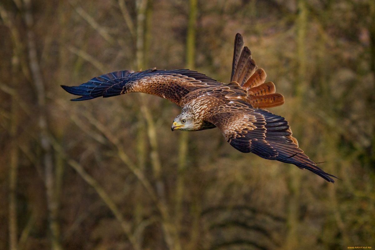 Коршун в Татарстане