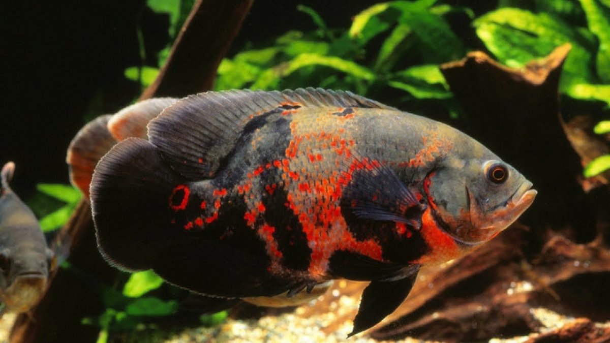 Астронотус тигровый Оскар