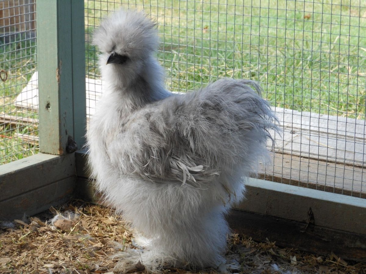 Китайская шелковая Брама