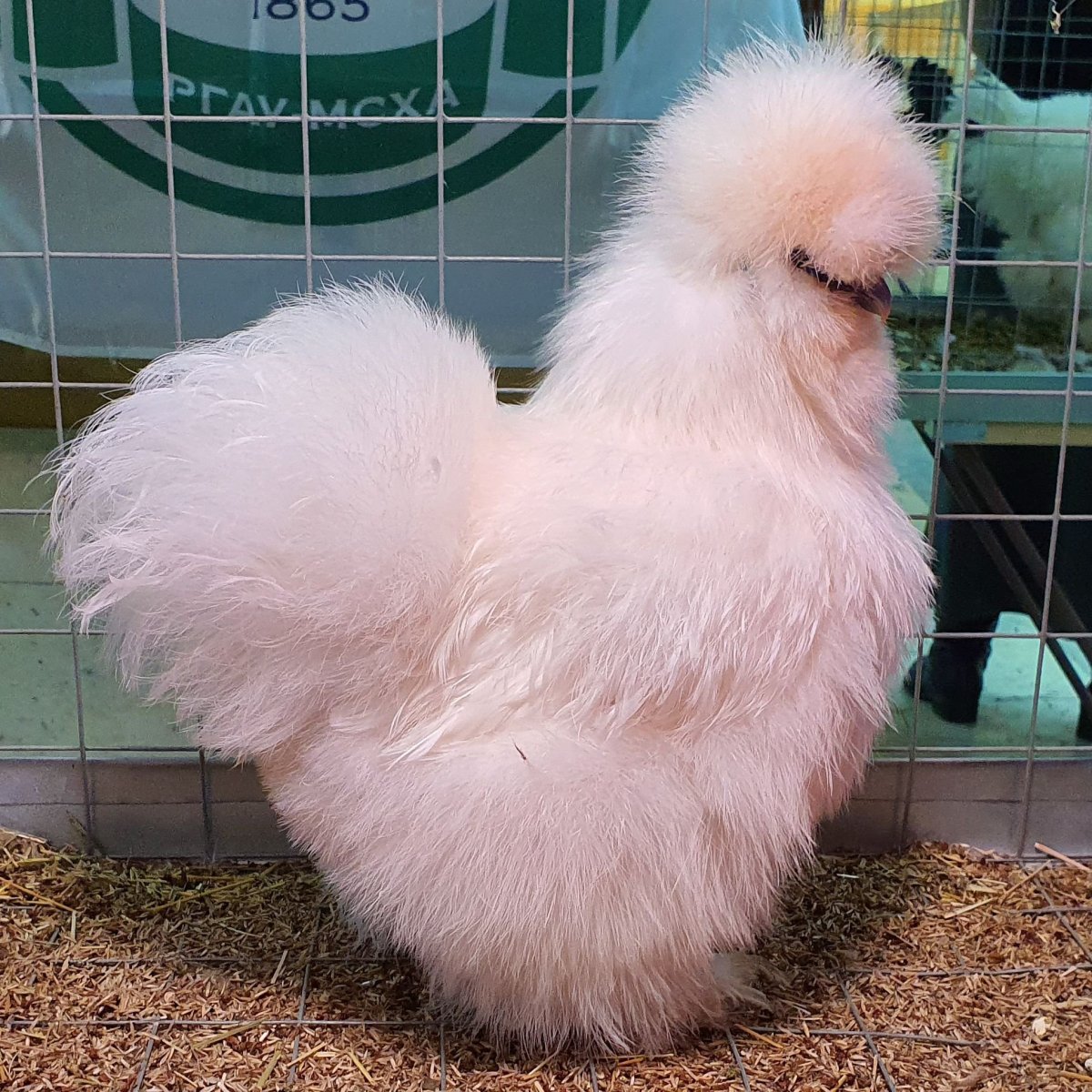 Порода кур с пушистыми щеками