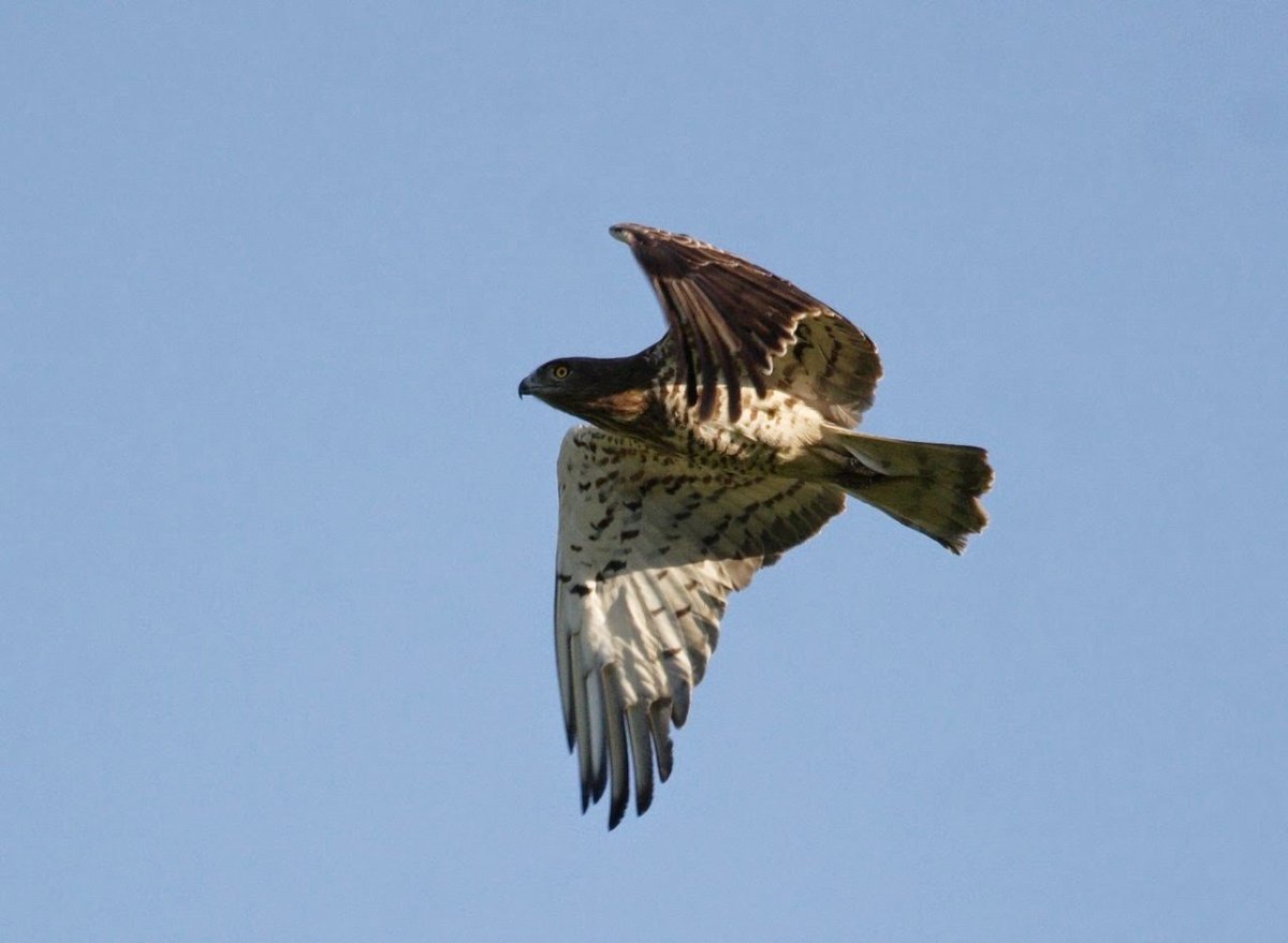 Хохлатый Змееяд