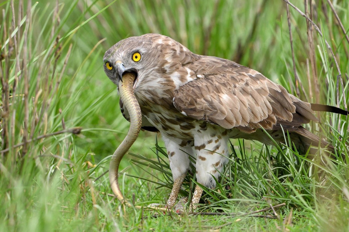 Змееяд Крымский