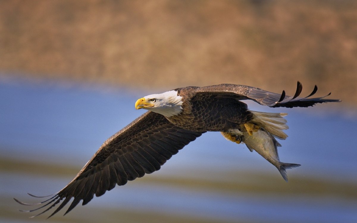 Канюк белоголовый