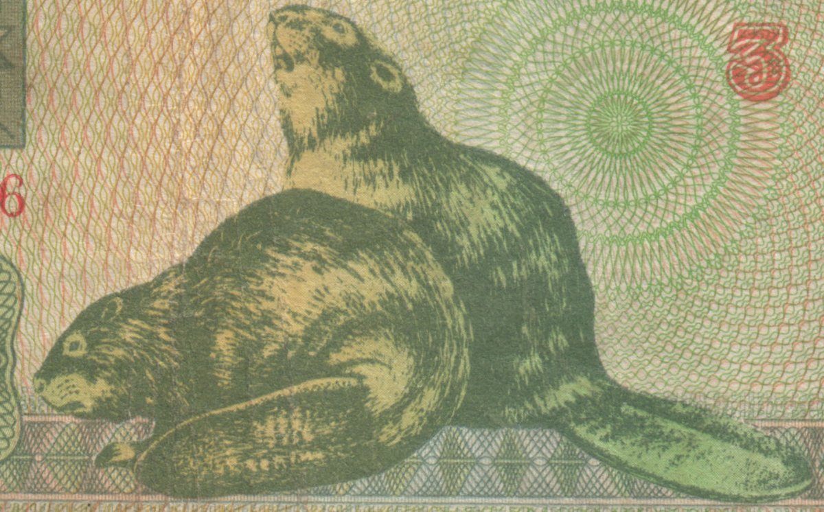 Катра для прибыли денег зайцы