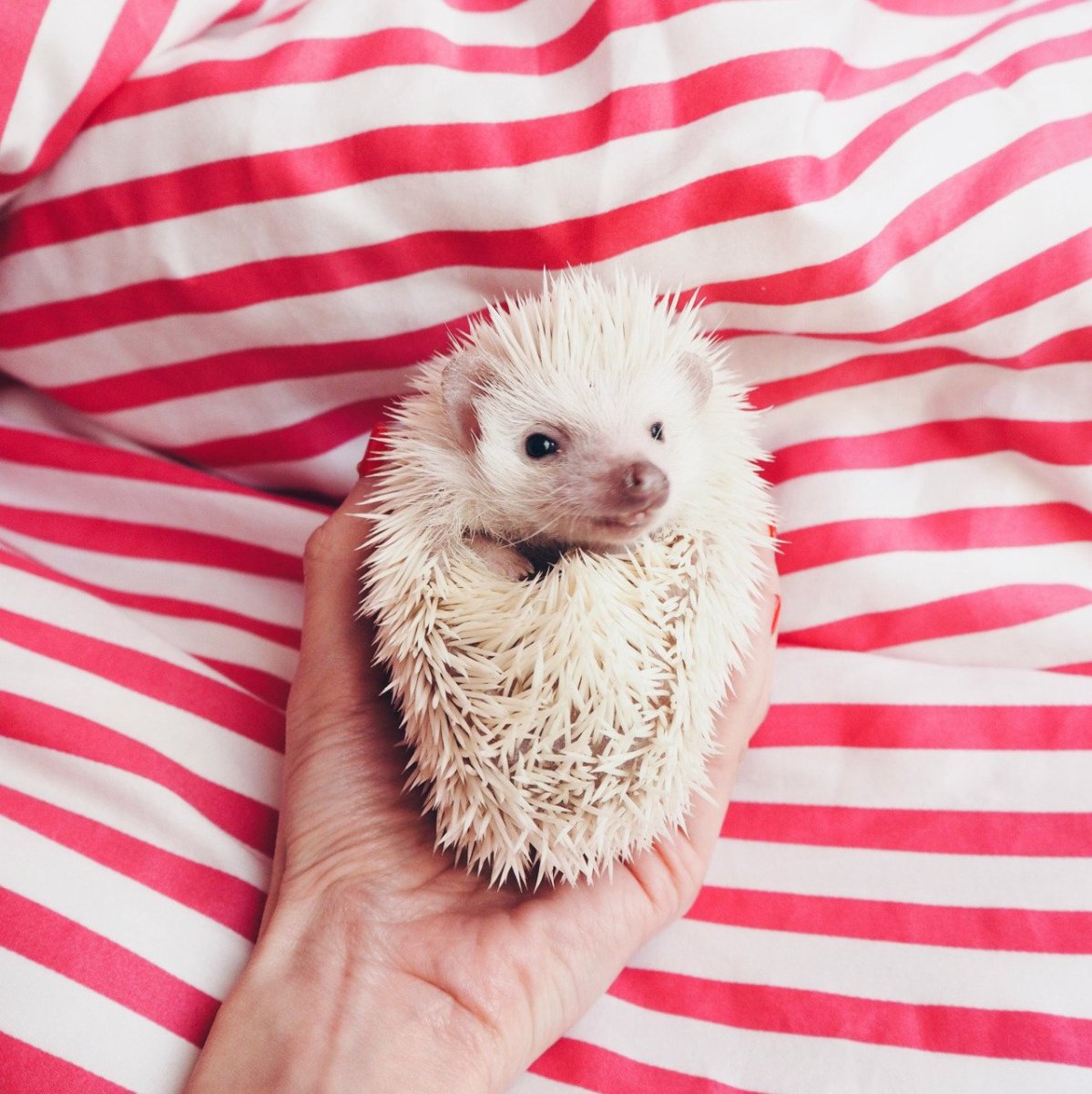 Белый Ежик домашний