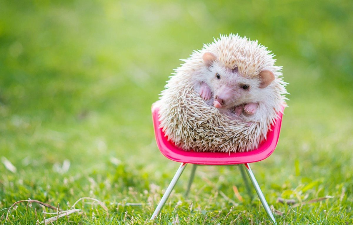 Смешной Ежик