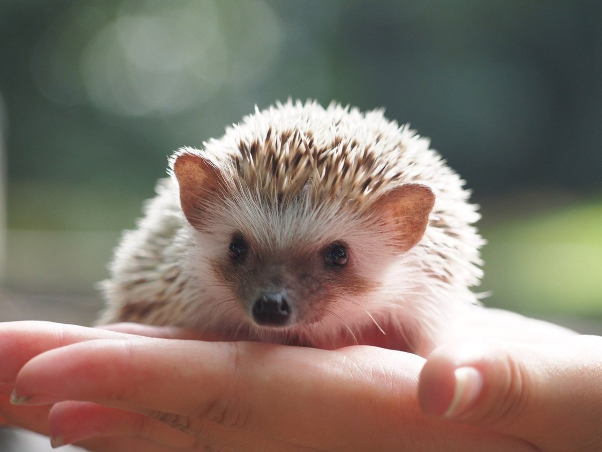 Ушастый ёж домашний