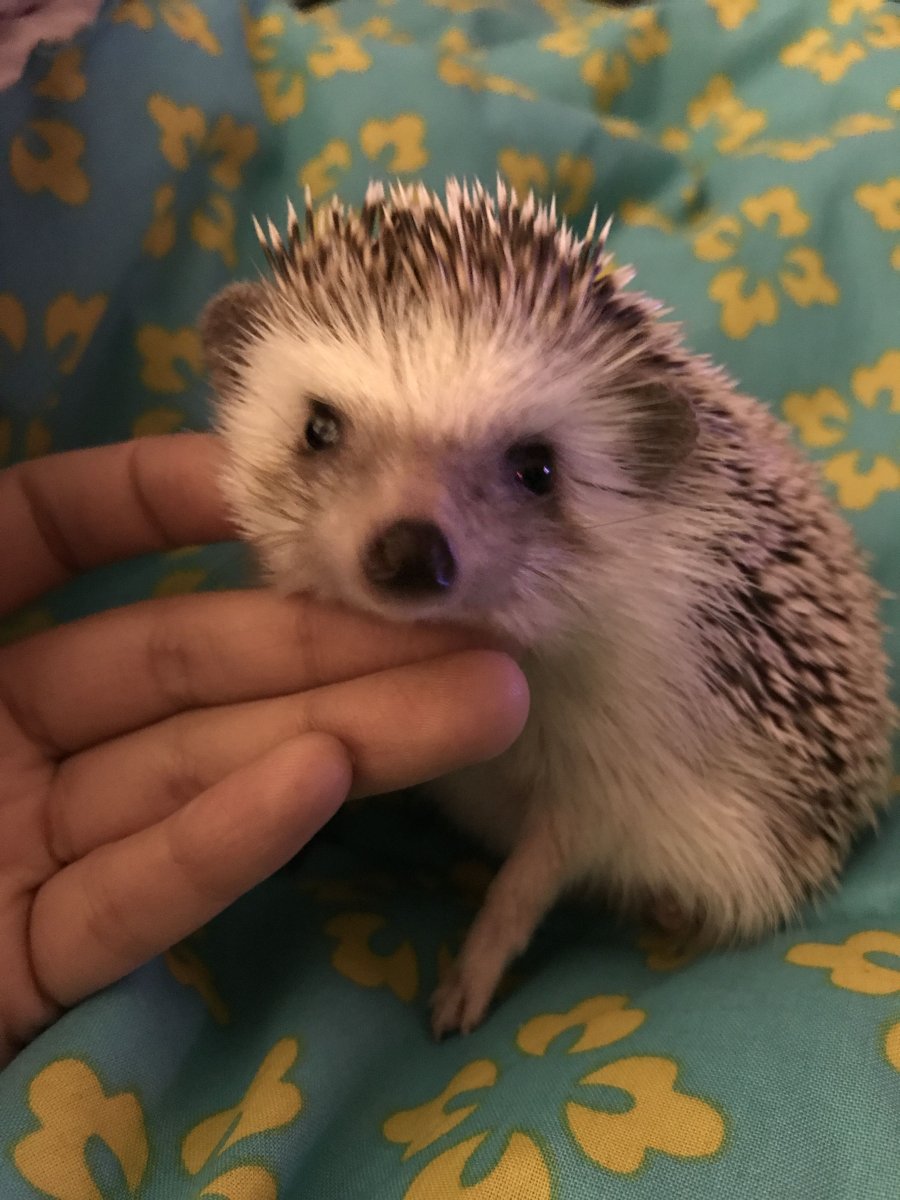 Ежик Ежик Ежик